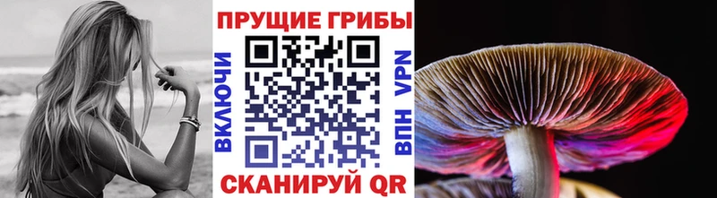 Купить  Поронайск  Псилоцибиновые грибы Psilocybine cubensis 